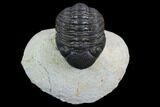 Morocops Trilobite - Visible Eye Facets #120080-1